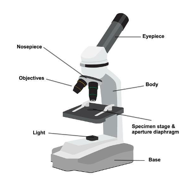 Using Microscopes - MS. GORDON'S WEBSITE